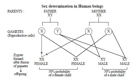 Sex Determination in Humans - Biology Form Four
