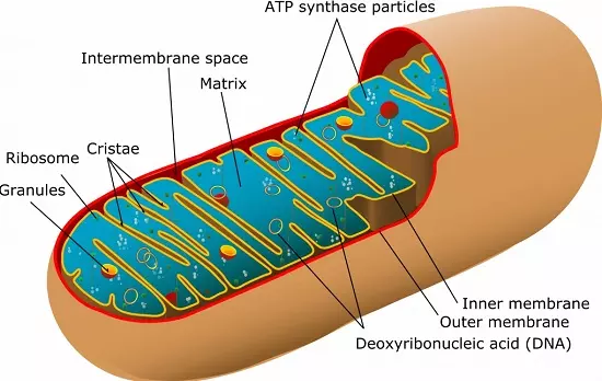 Mitochondrion Structure - biology Form two