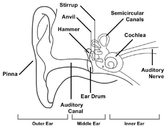Structure and Function of Parts of the Human Ear - Biology Form Four