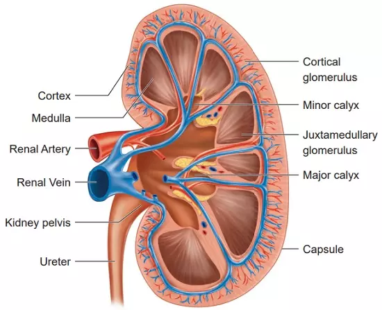 Structure of the Kidney - biology Form two