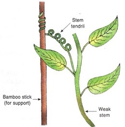 Support And Movement In Plants - Form 4 Biology | Secondary School -  Esoma-KE