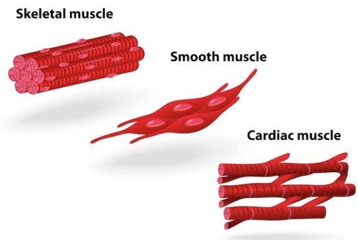 Types of Muscles - Biology Form Four