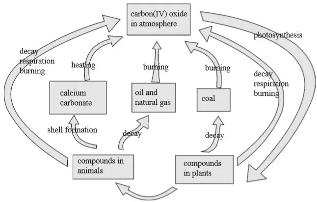 carbon cycle- Chemistry Form Two