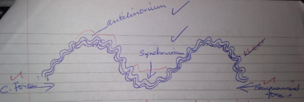 Anticlinorium and Synclinorium Complex Fold Diagram