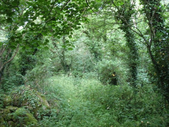 Dense undergrowth - Geography Form Two