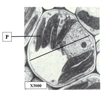 Cell Identification and Organelle Function