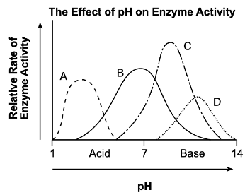 Enzyme Reaction Rates Across pH Levels