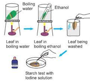 Laboratory Testing for Starch in a Leaf Sequence