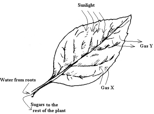 Plant Leaf Photosynthesis