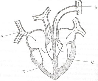 Mammalian Heart Structure