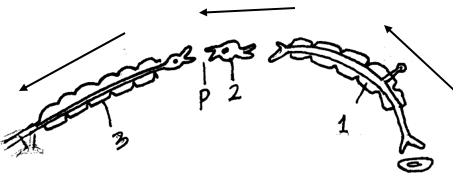 Neuron Types in Reflex