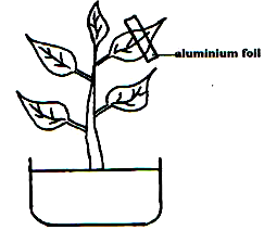 Photosynthesis Experiment