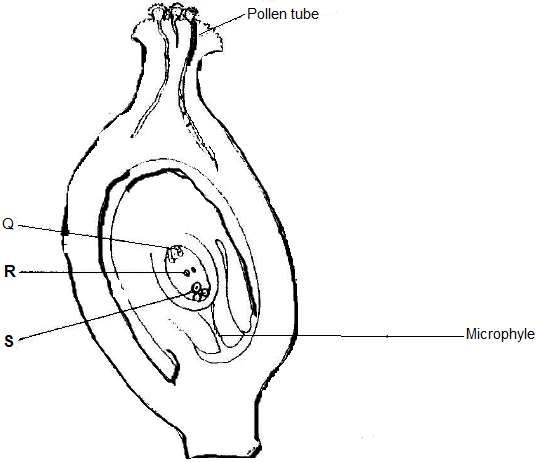 Plant Fertilization Diagram