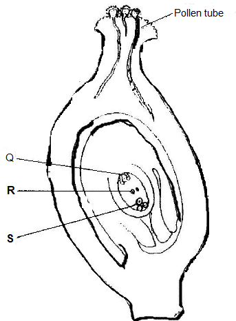 Plant Fertilization Diagram