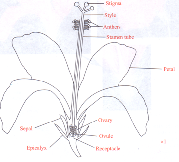 Specimen P Pollination and Floral Parts Description
