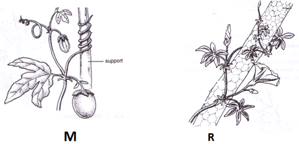 Support Structures in Plants