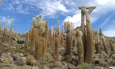 Picture of Cacti in the desert