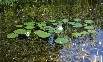 Picture of water lilies in a pond